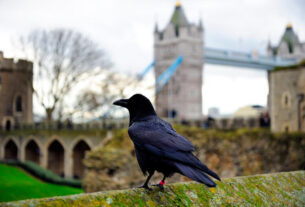 Cuervos de la Torre de Londres